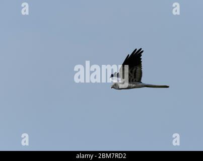 Montagu`s Harrier ( Circus pygargus ) Erwachsene Männchen fliegen - Frühling, natürlichen blauen Himmel Hintergrund Stockfoto